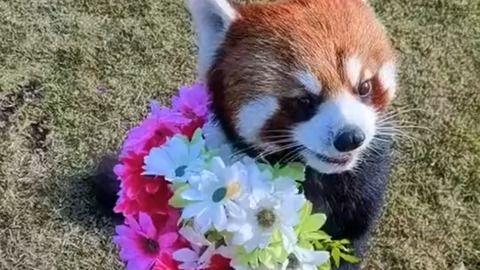 小熊猫送花爆料视频,甜蜜视频曝光引网友热议